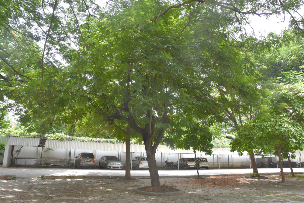 Indian Ash Tree - Women's Christian College, Chennai