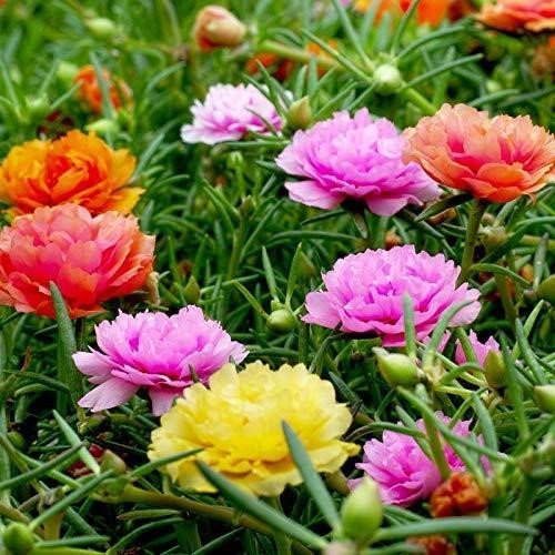 portulaca-grandiflora-women-s-christian-college-chennai