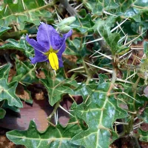 Solanum virginianum - Women's Christian College, Chennai